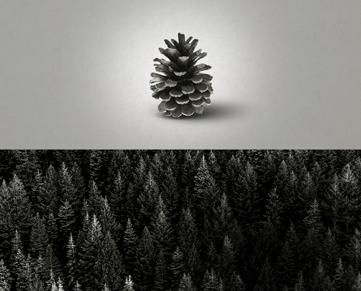 Swan Capital Solutions